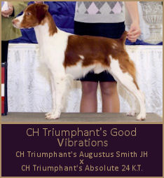 CH Triumphant's Good Vibrations